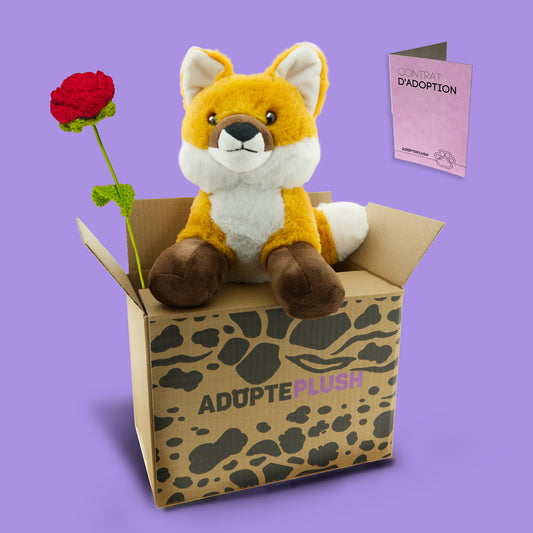 Coffret Câlin Foxy